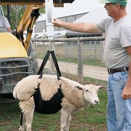 Livestock Weighing Tools – Accurate Equipment for Efficient Animal Management