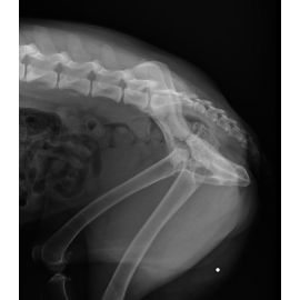 Veterinary X-ray Equipment Medical Animal X Ray Equipment VET1800
