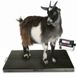 Consistent Cattle Weighing Scales