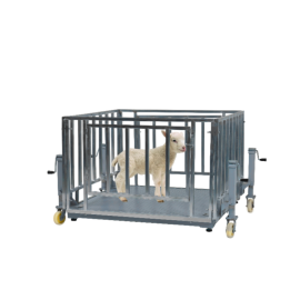 Livestock weighing equipment for dairy farms Uganda 