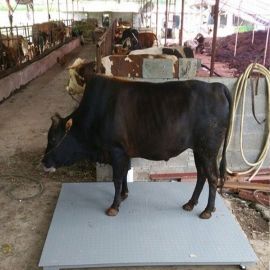 Poultry Weighing Scales – Accurate Bird Weighing Solutions in Uganda