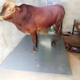 Digital Durable Goat Scales Uganda