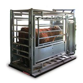  Scales designed to deliver accurate weighing for cattle
