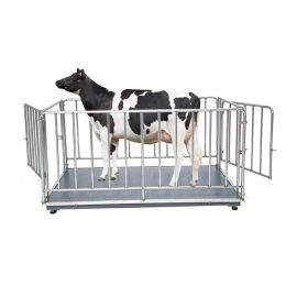 durable non-slip platform Cattle Scale
