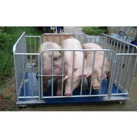 Buy Animal Weighing Scales Uganda – Reliable Livestock Weighing Solutions